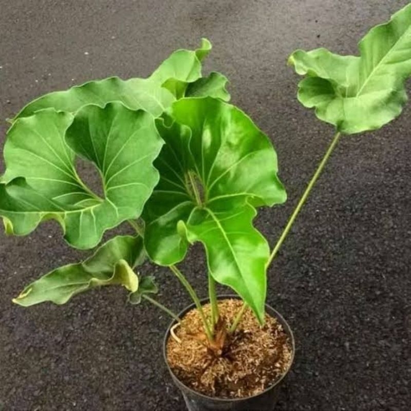 Anthurium Corong Curly/anthurium Corong/Corong trah varigata