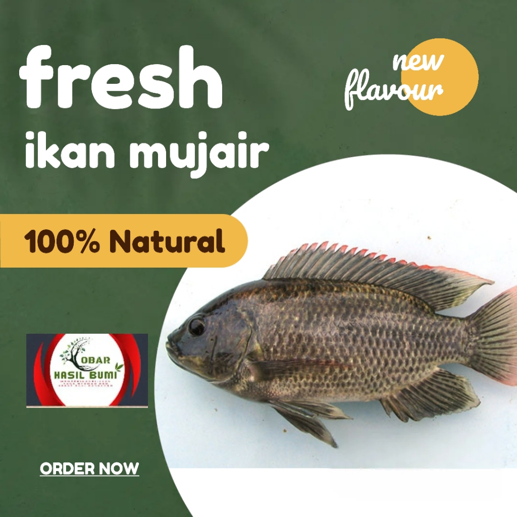 

Kirim instan ikan mujair segar 1kg murah