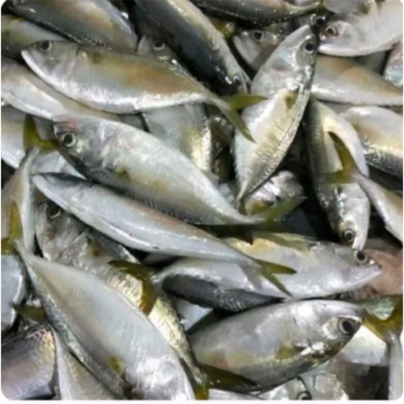 

Ikan Gembung Aso segar 500 gr