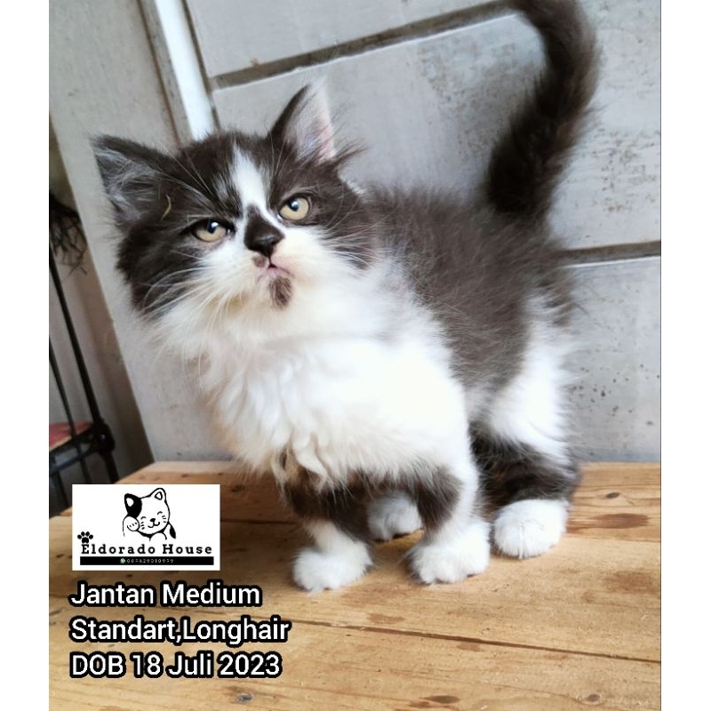 Kucing Persia Jantan Medium Hitam Putih
