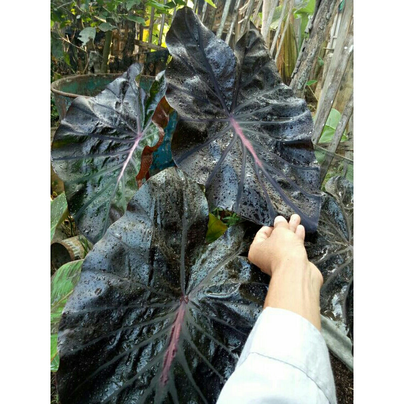 (Ukuran Kecil) Bibit Colocasia Black Lava Ori Import
