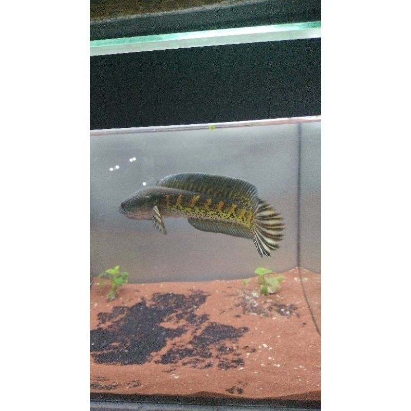 PATUNG AURANTI 14-15 CM(DORPOL)