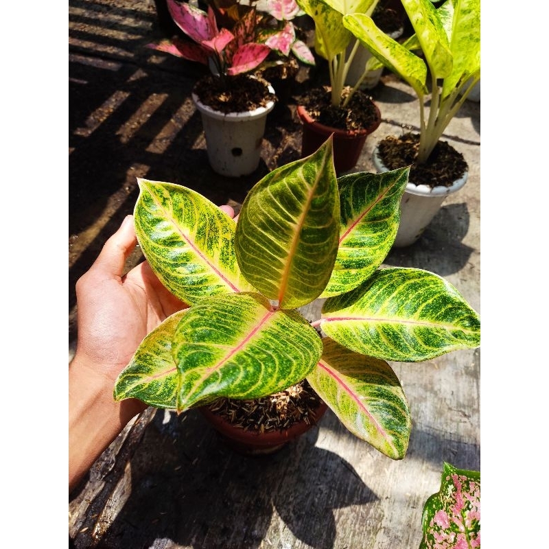 Aglonema veronica golden tanian lokal