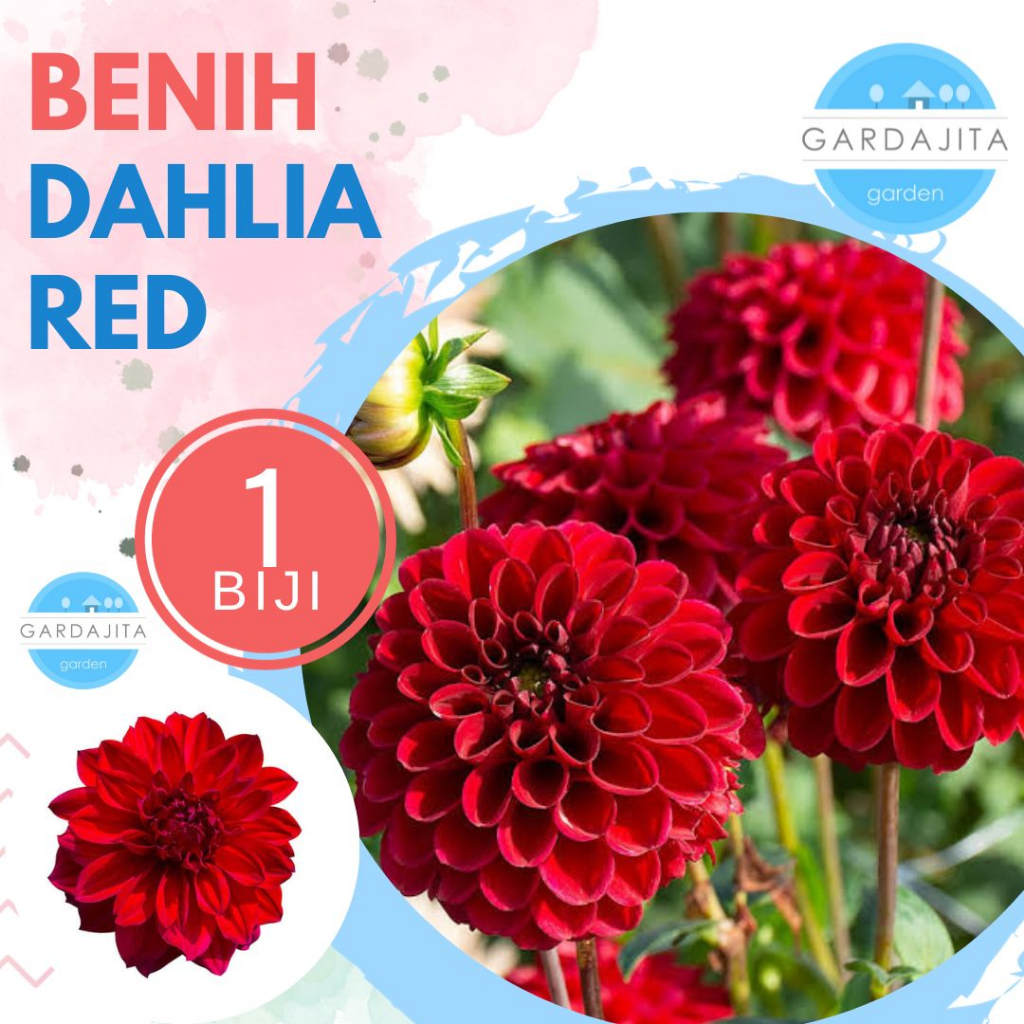 Benih DAHLIA MERAH _ Biji Bunga