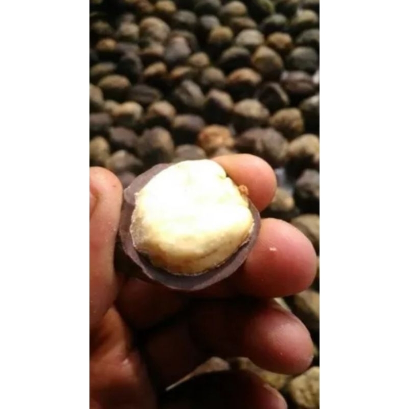 

Kemiri utuh cangkang 1kg