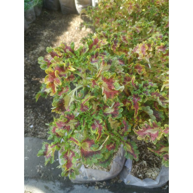 Tanaman Hias Miana aneka warna