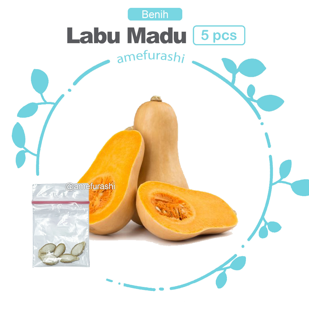 ibit / Benih / Seeds Labu Madu F1 Butternut Squash