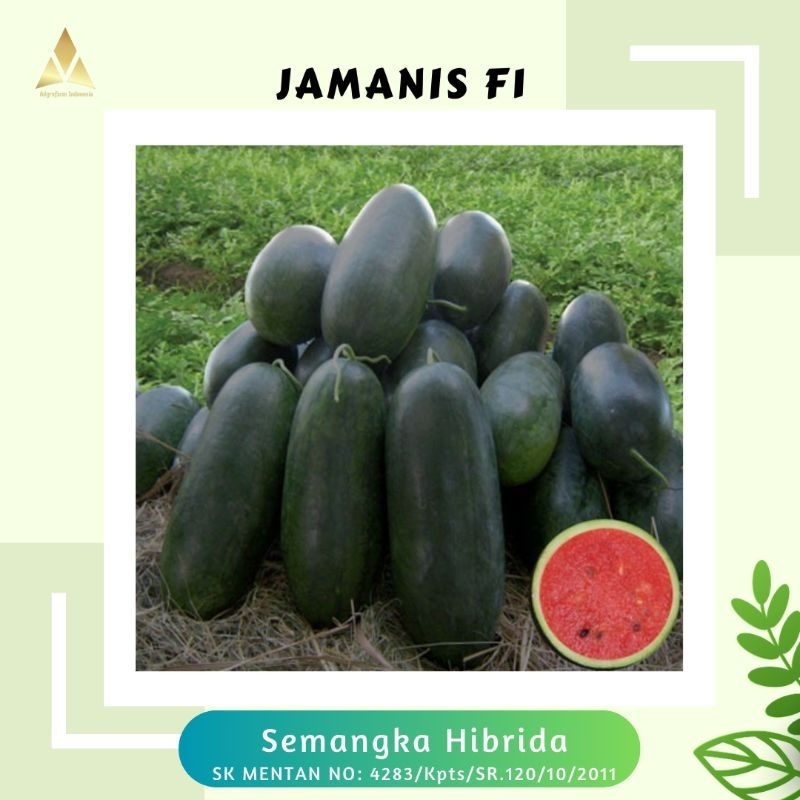 Benih Semangka Hibrida Jamanis F1 Tipe Inul Berisi 30 Butir Kemasan Cap Mutiara Bumi