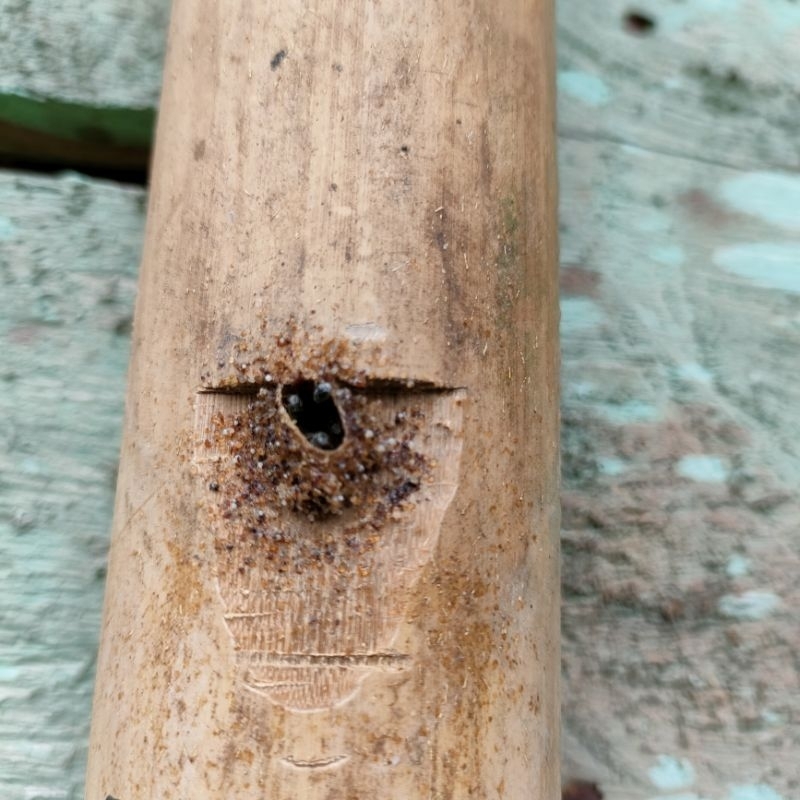 

Bibit kloni lebah madu klanceng dalam bambu utuh aktif