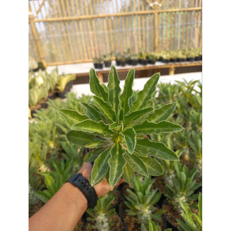 Pachypodium Saundersii