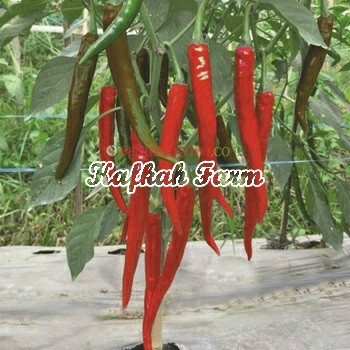 Benih 5 Biji Cabe Besar PERTIWI F1