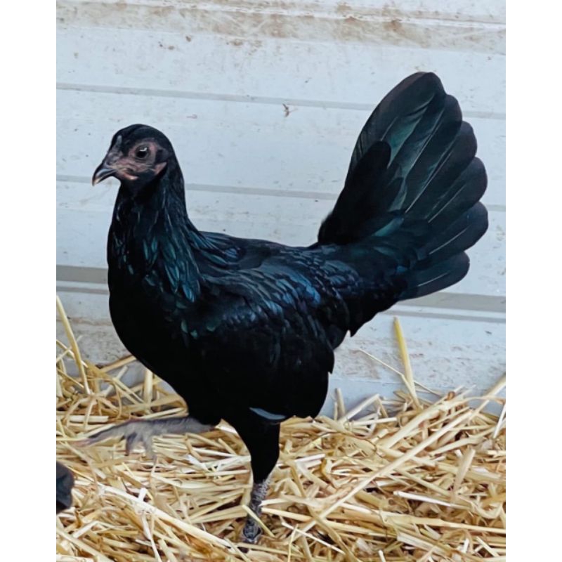 

Jual telur ayam Ak29 Paket 5 Butir