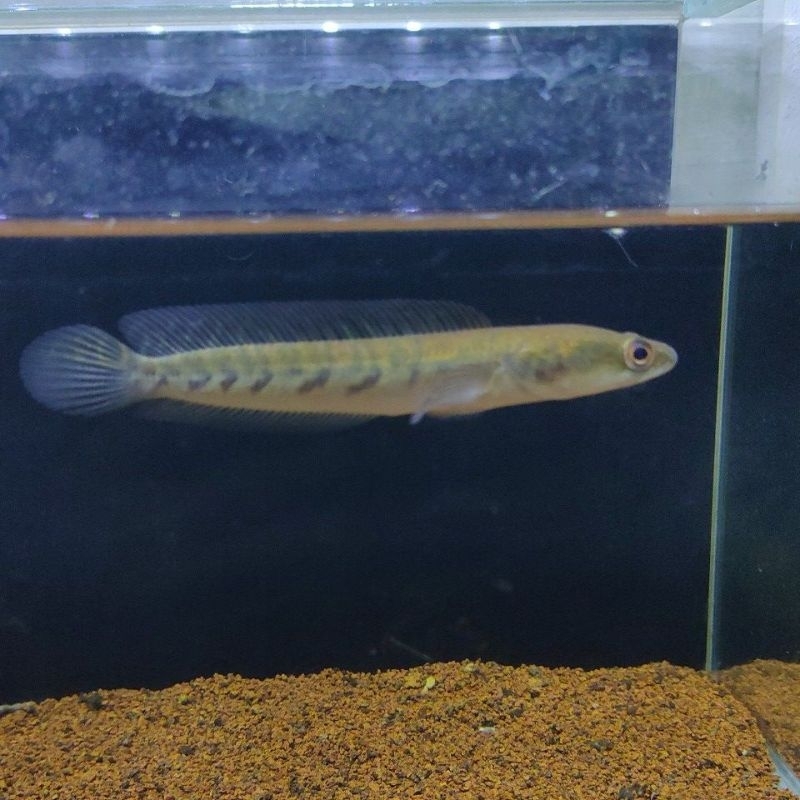 yellow sentarum simet ±12-13cm