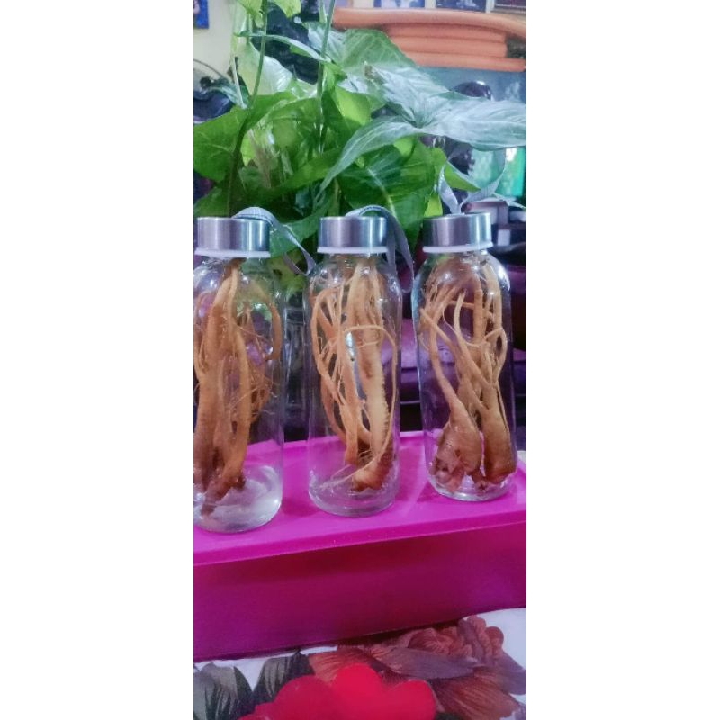 

paket gingseng merah plus boto 500 ml