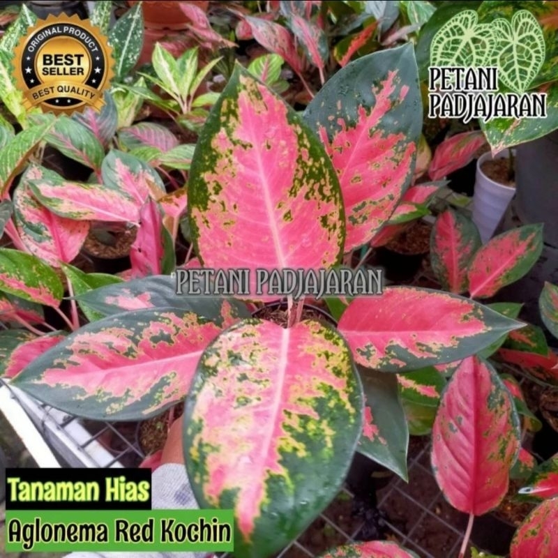 Tanaman Hias Aglonema Kochin - Aglonema Kochin