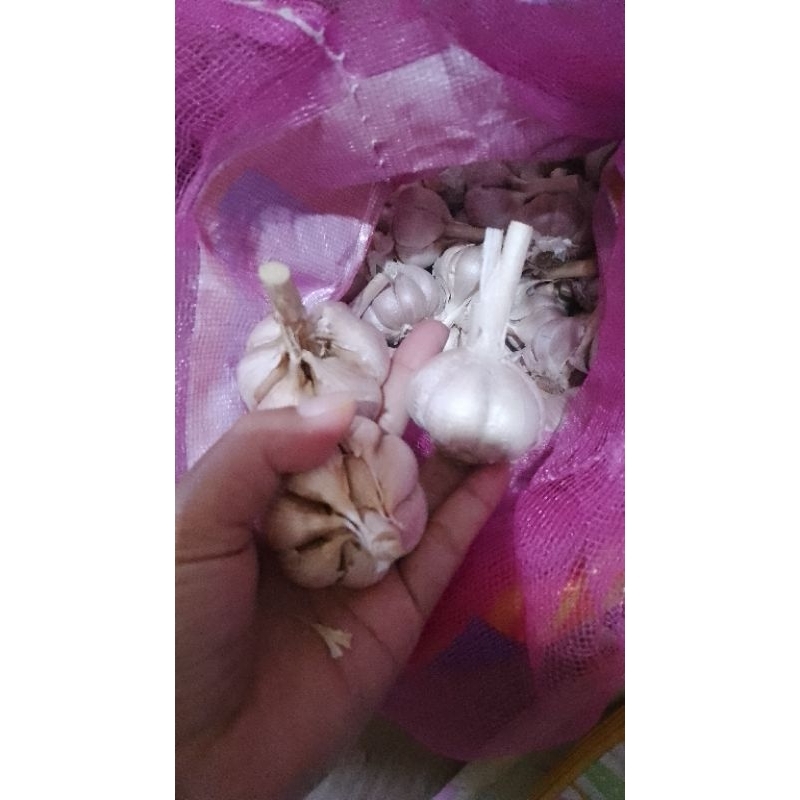 

bawang kating bersih