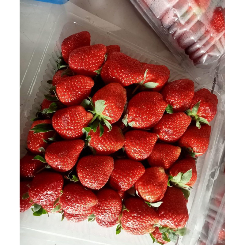 

STRAWBERRY SUPER 1kg