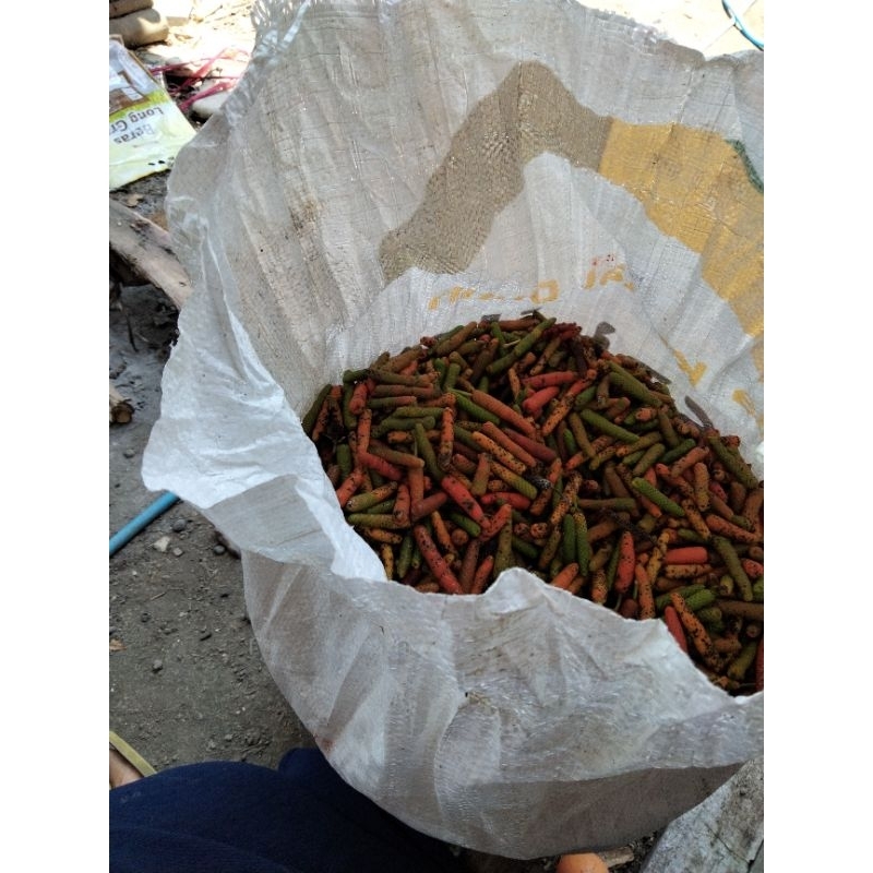 

cabe jamu atau cabe puyang atau cabe alas