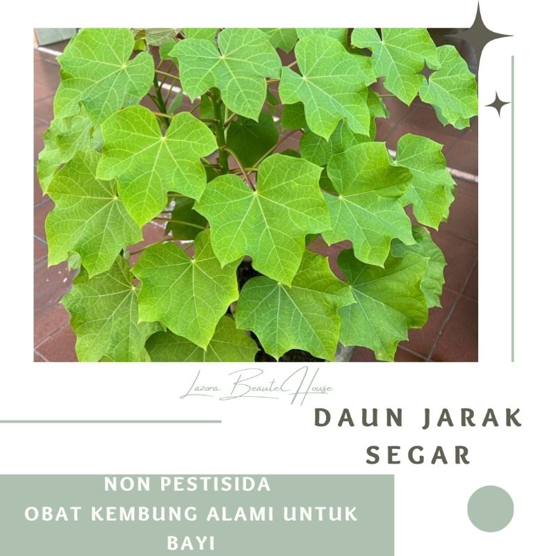 

DAUN JARAK SEGAR NON PESTISIDA (10 HELAI)