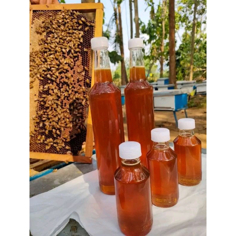 

madu murni multiflora (apis mellifera)
