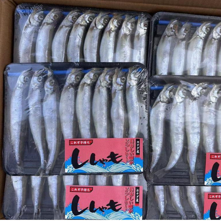 

Shisamo Fish / Ikan Capelin Telur Frozen