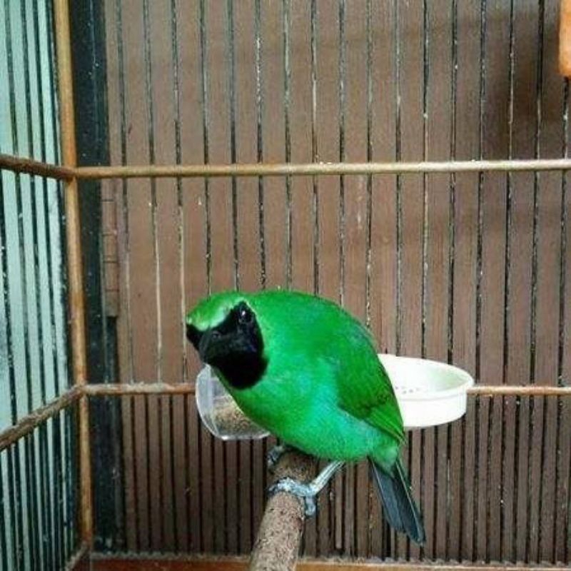 Cak ijo Nopeng jamin jantan body big cucak hijau Nopeng hitam Dewasa