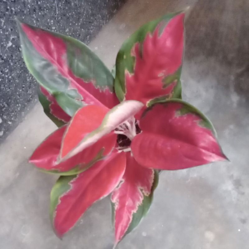 bunga aglonema suksom