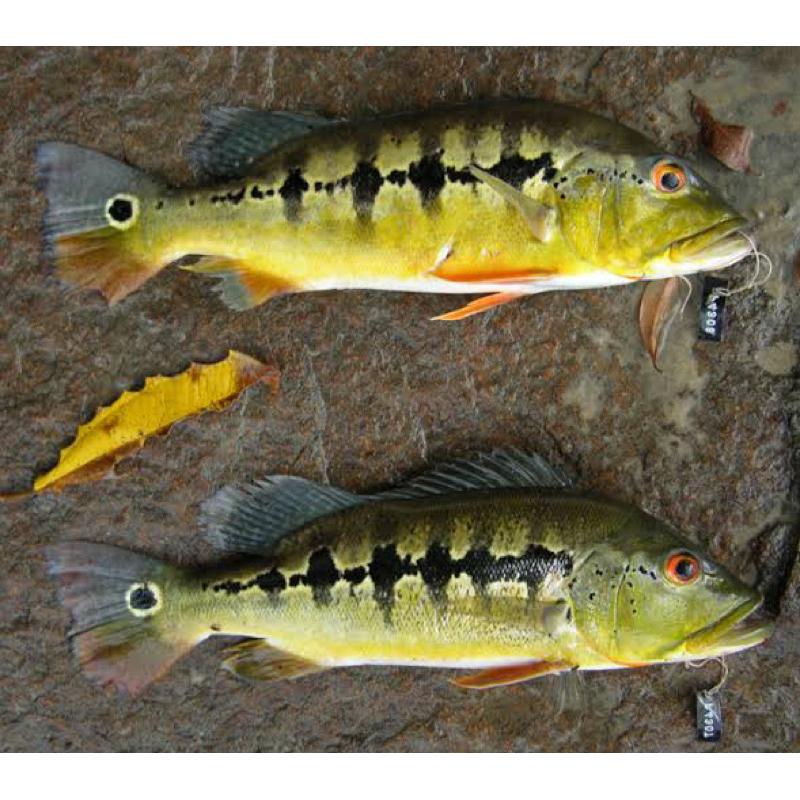 Peacock Bass Pure Inter Xingu Azul