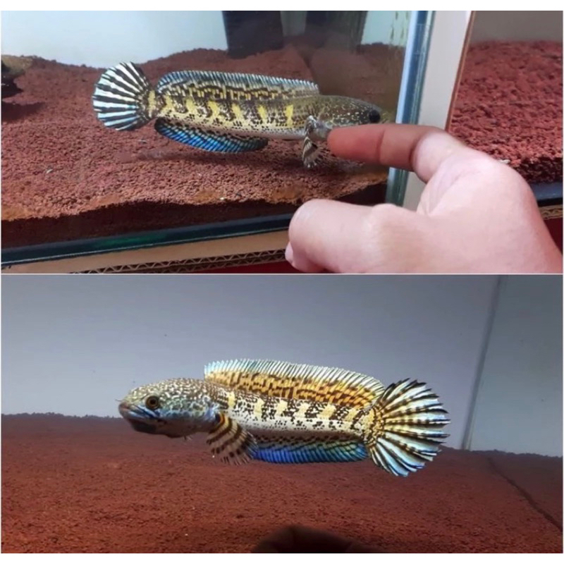 AURANTI KUALITAS GONDRONG 11-15cm