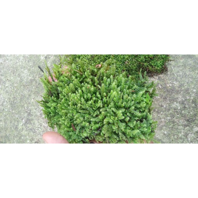 mos darat gorontalo porsi 1 kg mos paludarium