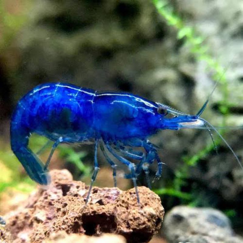 UDANG HIAS AQUASCAPE / UDANG WARNA AQUASCAPE