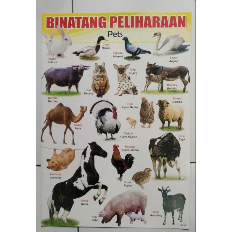 POSTER DINDING BELAJAR ANAK HEWAN PELIHARAAN