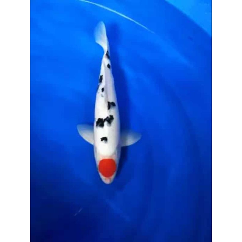 ikan koi Tancho sanke grade A size 20cm