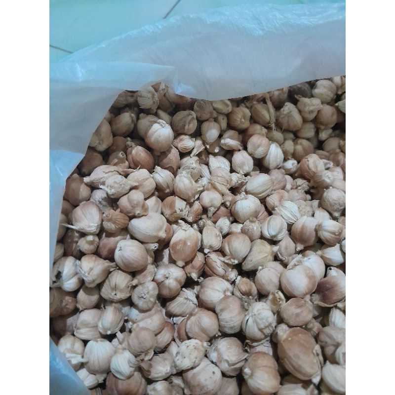 

kapolaga kering 100g