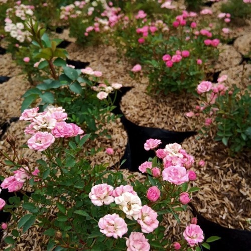 Bibit Bunga Mawar Baby Rose Mawar Minion BERBUNGA