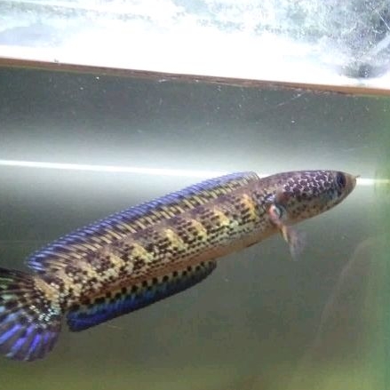 AURANTI OMBYOKAN SIZE 13 CM GV, KUALITAS TERBAIK