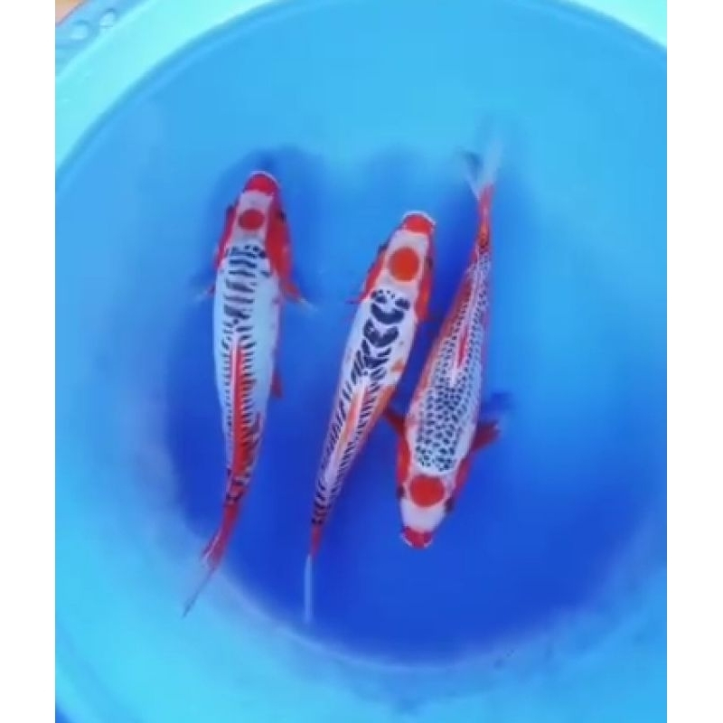 bibit susui-asagi&aka matsuba 6-8 cm