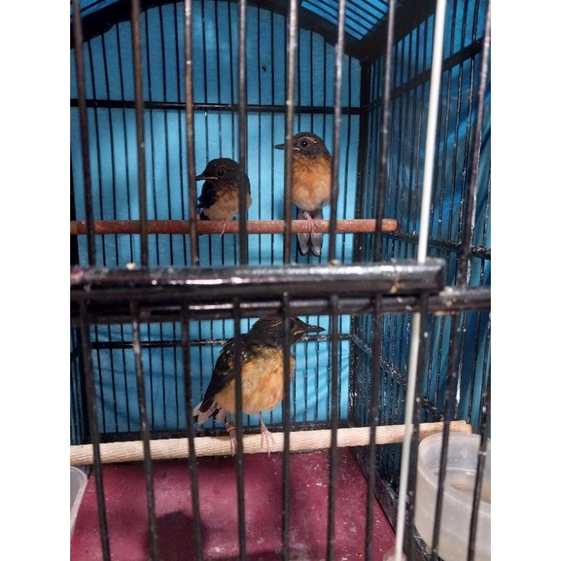 anakan murai batu trah prestasi ring ARA BF