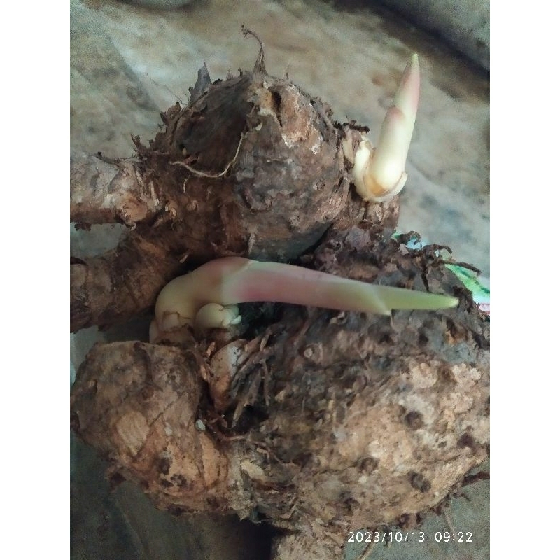 

Temulawak segarr isi750g