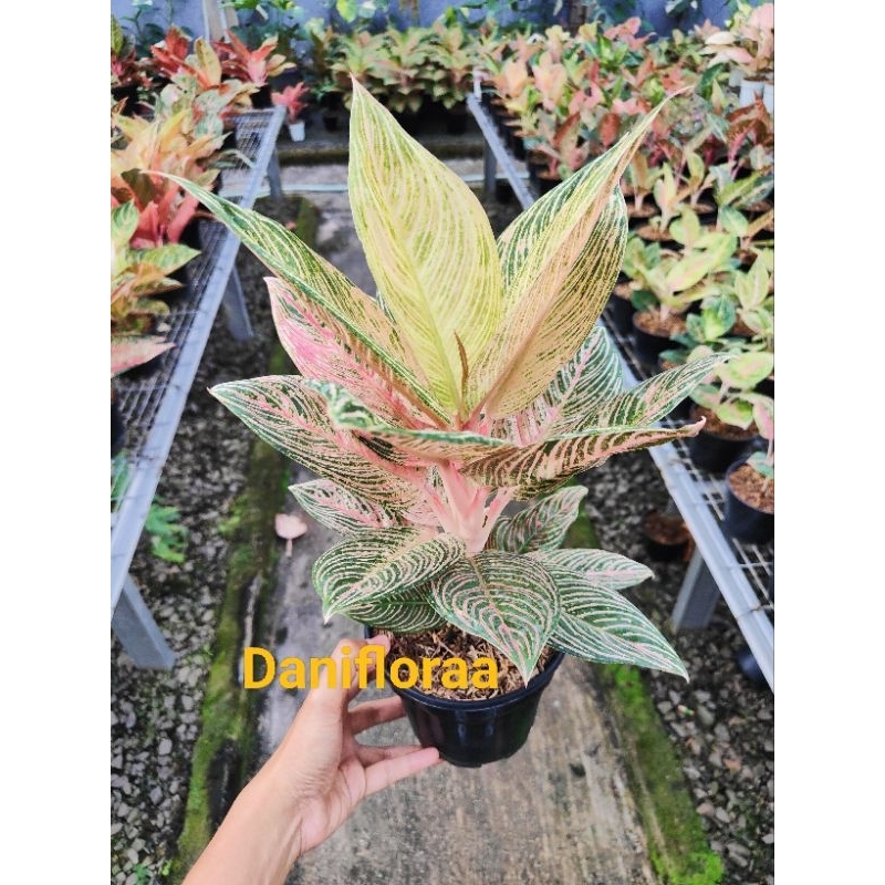 Aglaonema Golden Hope Induk
