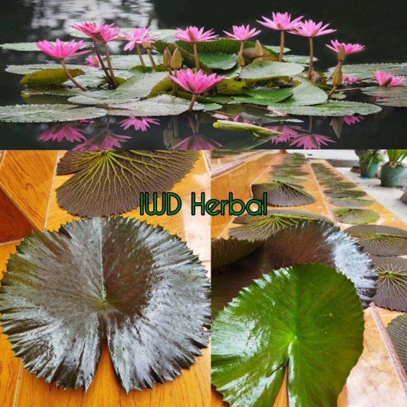 5 lembar daun teratai fresh / daun teratai tanaman air