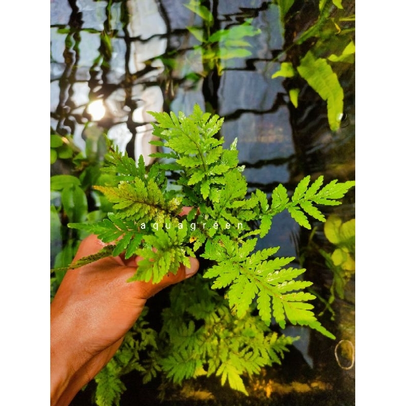 pakis air aquascape