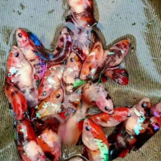 Cupang Nemo Koi betina siap breed