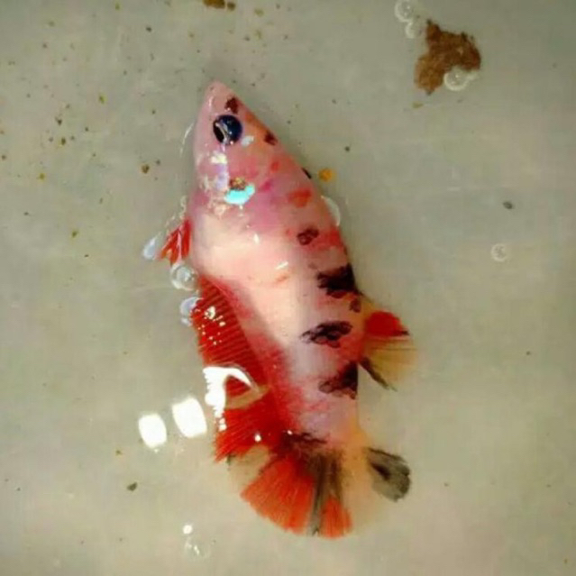 CUPANG KOI MULTY BETINA ANAKAN FULL TELUR
