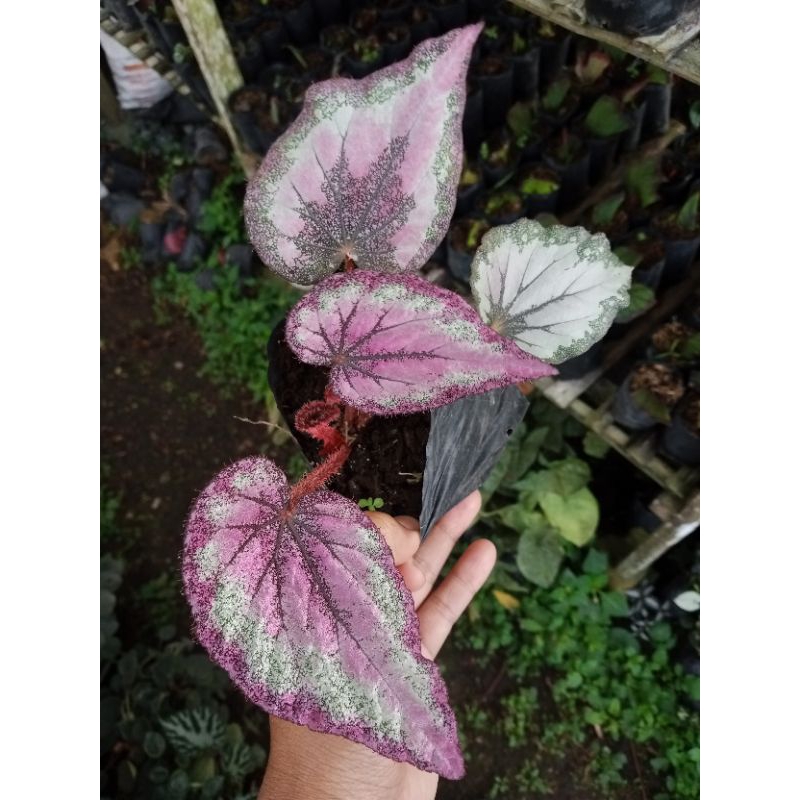 begonia pink thailand