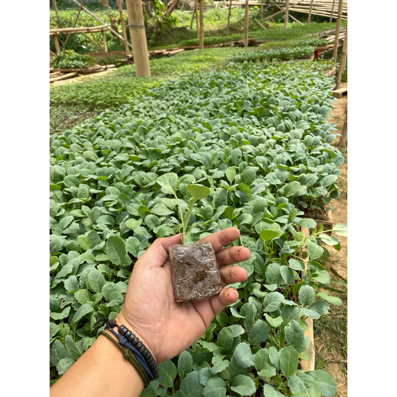 KEBUN.MUKLIS - Bibit Kubis/Kol Hidup Siap Tanam