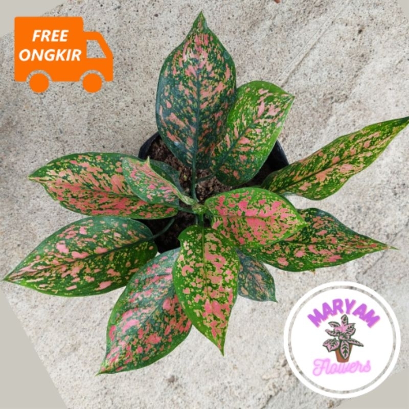 Aglonema Venus Rimbun