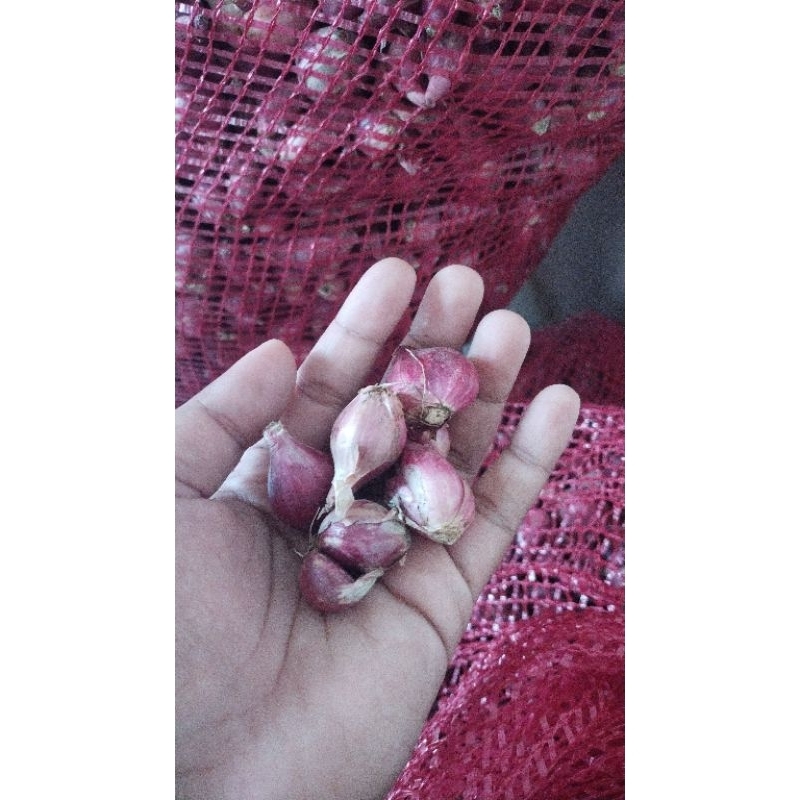 

BawangMerahAsliBrebes
