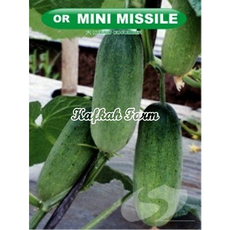 Benih 10 Biji Timun MINI MISSILE F1