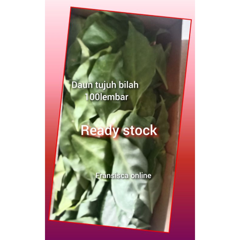 

daun tujuh bilah/jarum 100 lembar
